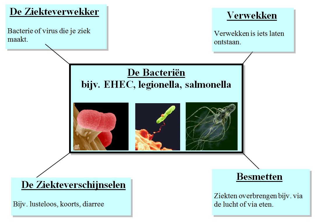 Bestand:Bacteriën.jpg - woorden.wiki.kennisnet.nl