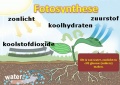 Fotosynthese.jpg